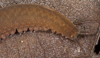Media type: image; Invertebrate Zoology 131441
